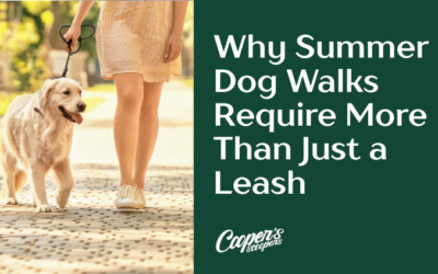 Why Summer Dog Walks Require More Than Just a Leash